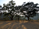 089 - Bandipur, Giant sacred fig trees on the Thundikel
