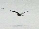 Gliding across the lake