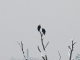 Bald eagles on a snowy morning
