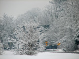 A winter scene