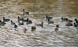 Mallards, coots, and American Wigeon