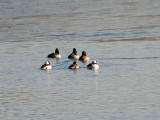 Buffleheads with some ring necked ducks (I think)