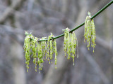 Spring decorations