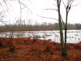 Pond within McKee Besher WMA