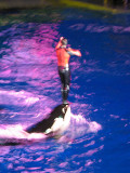 Riding the Killer Whale