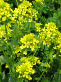 Closeup on the wild flowers