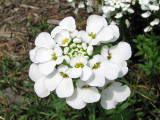 Candytuft_3