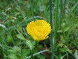 Buttercup