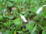 Raindrops on opening flowers