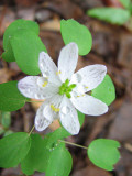 Raindrops on white