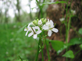 Bunch of white flowers