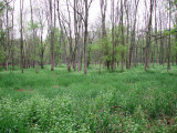 A field of green