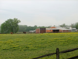 Grazing horses