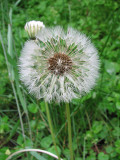 Dandelion head