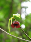 Is this Paw Paw?