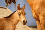 Foal with mother - Mardan