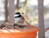 Chickadee in Spring 2