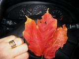 driving with leafy pals on magical highways...