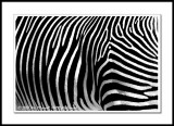 Grevys Zebra