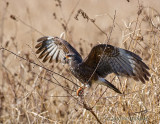 Snail Kite 03.jpg