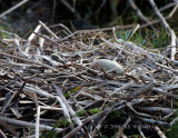 Sandhill Crane Egg.jpg