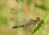 Little Blue Dragonlet (E. minuscula) f.