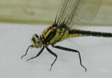 Gomphus crassus female