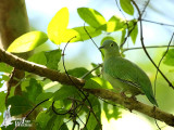 Female Black-naped Fruit Dove