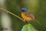 Male Blue-fronted Blue Flycatcher
