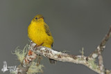 Citrine Canary-Flycatcher