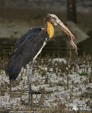 Lesser Adjutant