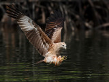 Immature Brahminy Kite (first winter)