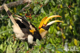 Adult female Great Hornbill