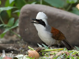 Adult White-crested Laughingthrush