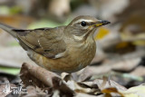 Immature female Eyebrowed Thrush