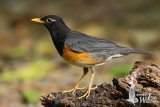 Adult male Black-breasted Thrush
