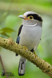 Adult female Silver-breasted Broadbill