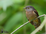 Immature male Rusty-breasted Cuckoo (ssp. sepulcralis)