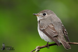 Asian Brown Flycatcher