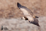 Adult Griffon Vulture