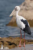 Adult Asian Openbill