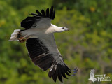 Subadult White-bellied Sea Eagle