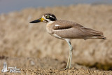 Adult Great Stone-curlew