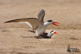 Indian Skimmers