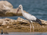 Immature Asian Openbill