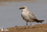 Adult Small Pratincole