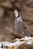 Adult male Himalayan Snowcock (ssp. <em>himalayensis</em>) calling