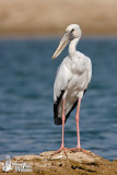 Adult Asian Openbill