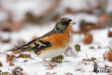 Male Brambling in non-breeding plumage