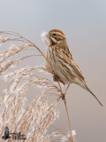 Female Common Reed Bunting in non-breeding plumage